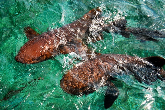 nurse sharks snorkeling Belize